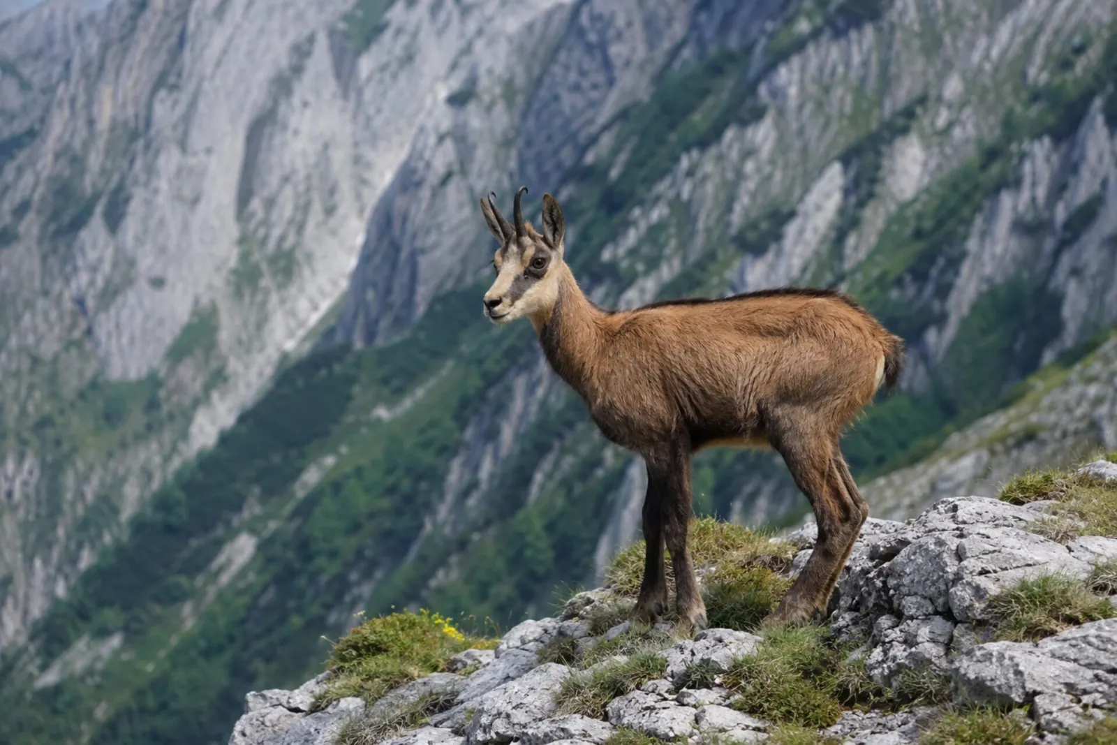 Carpathian chamois on an alpine rock face