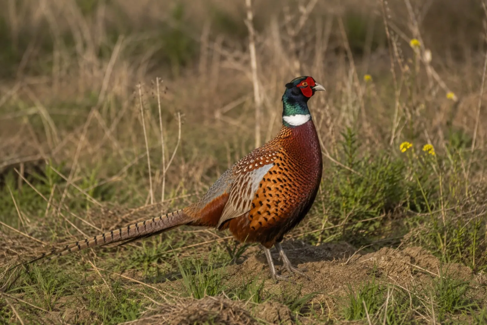 Common pheasant cock on a Transylvanian estate